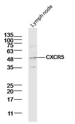 Anti-CXCR5 antibody used in Western Blot (WB). GTX04563