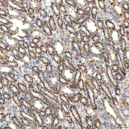 Anti-SLC20A1 antibody used in IHC (Paraffin sections) (IHC-P). GTX04583