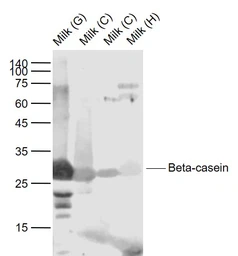 Anti-beta Casein antibody used in Western Blot (WB). GTX04606