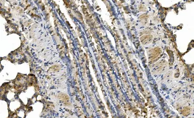 Anti-cGK1 antibody used in IHC (Paraffin sections) (IHC-P). GTX04678