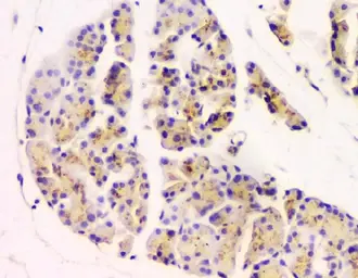 Anti-GM130 antibody [6D4] used in IHC (Paraffin sections) (IHC-P). GTX04699