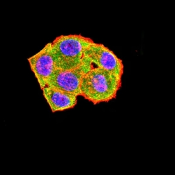 Anti-CD79a antibody [4A10D12] used in Immunocytochemistry/ Immunofluorescence (ICC/IF). GTX04701