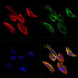 Anti-GGT1 antibody used in Immunocytochemistry/ Immunofluorescence (ICC/IF). GTX04723