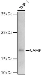 Anti-Cathelicidin antibody used in Western Blot (WB). GTX04791