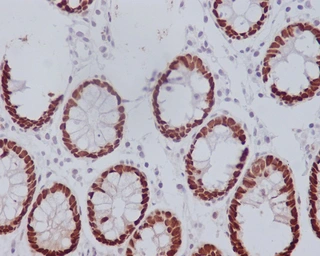 Anti-CDX2 antibody [AFA-3] used in IHC (Paraffin sections) (IHC-P). GTX04824