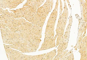 Anti-GnRH1 antibody used in IHC (Paraffin sections) (IHC-P). GTX04860