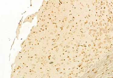 Anti-GnRH1 antibody used in IHC (Paraffin sections) (IHC-P). GTX04860