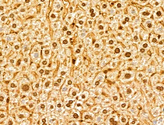 Anti-NUDT21 antibody used in IHC (Paraffin sections) (IHC-P). GTX04874