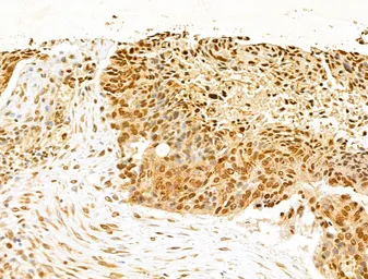 Anti-NUDT21 antibody used in IHC (Paraffin sections) (IHC-P). GTX04874