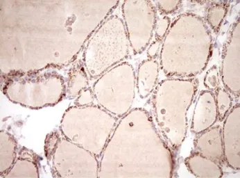 Anti-NR0B2 antibody [OTI7B5] used in IHC (Paraffin sections) (IHC-P). GTX04884