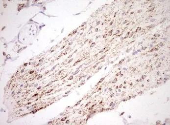 Anti-NR0B2 antibody [OTI7B5] used in IHC (Paraffin sections) (IHC-P). GTX04884