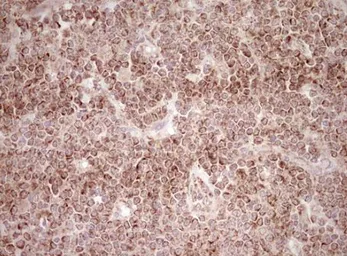 Anti-NR0B2 antibody [OTI7B5] used in IHC (Paraffin sections) (IHC-P). GTX04884