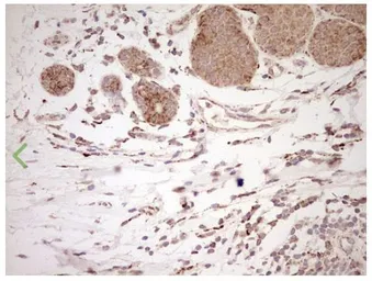 Anti-NR0B2 antibody [OTI7B5] used in IHC (Paraffin sections) (IHC-P). GTX04884