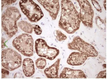 Anti-NR0B2 antibody [OTI7B5] used in IHC (Paraffin sections) (IHC-P). GTX04884