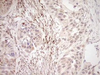 Anti-NR0B2 antibody [OTI7B5] used in IHC (Paraffin sections) (IHC-P). GTX04884