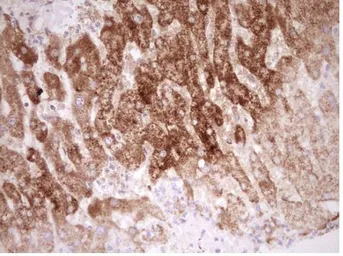 Anti-NR0B2 antibody [OTI7B5] used in IHC (Paraffin sections) (IHC-P). GTX04884