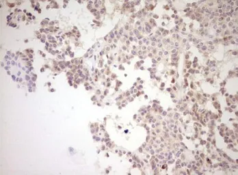 Anti-NR0B2 antibody [OTI7B5] used in IHC (Paraffin sections) (IHC-P). GTX04884