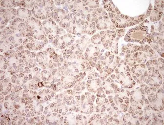 Anti-NR0B2 antibody [OTI7B5] used in IHC (Paraffin sections) (IHC-P). GTX04884