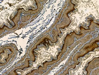 Anti-SMAD1+5+8(9) antibody used in IHC (Paraffin sections) (IHC-P). GTX04895