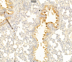 Anti-xCT / SLC7A11 antibody used in IHC (Paraffin sections) (IHC-P). GTX04911