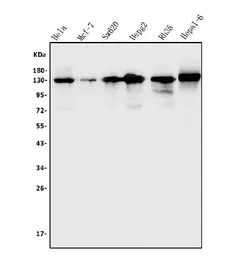 Anti-TIF1 alpha antibody used in Western Blot (WB). GTX04914