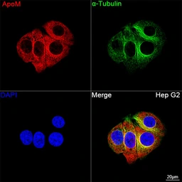 Anti-Apolipoprotein M antibody [ARC1210] used in Immunocytochemistry/ Immunofluorescence (ICC/IF). GTX04920