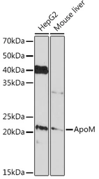 Anti-Apolipoprotein M antibody [ARC1210] used in Western Blot (WB). GTX04920