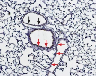 Anti-Bestrophin 1 antibody used in IHC (Paraffin sections) (IHC-P). GTX04928