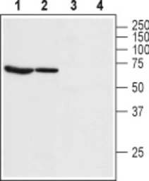 Anti-Bestrophin 1 antibody used in Western Blot (WB). GTX04928