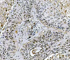 Anti-Twist1/2 antibody used in IHC (Paraffin sections) (IHC-P). GTX04942