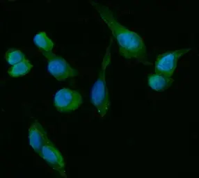 Anti-HSD3B1 antibody [3F3C/7F9C8] used in Immunocytochemistry/ Immunofluorescence (ICC/IF). GTX05017