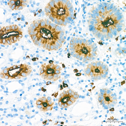 Anti-MUC1 antibody [ARC0352] used in IHC (Paraffin sections) (IHC-P). GTX05027