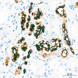 Anti-MUC1 antibody [ARC0352] used in IHC (Paraffin sections) (IHC-P). GTX05027