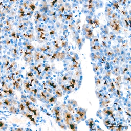 Anti-MUC1 antibody [ARC0352] used in IHC (Paraffin sections) (IHC-P). GTX05027