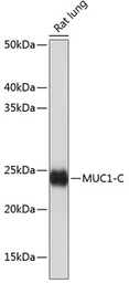 Anti-MUC1 antibody [ARC0352] used in Western Blot (WB). GTX05027