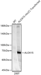 Anti-ALOX15 antibody used in Western Blot (WB). GTX05035