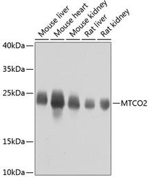 Anti-MTCO2 antibody used in Western Blot (WB). GTX05069