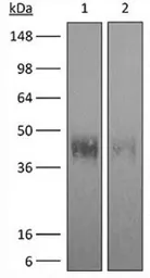 Anti-PD1 antibody [RMP1-14] (Low endotoxin, azide free) used in Western Blot (WB). GTX05080