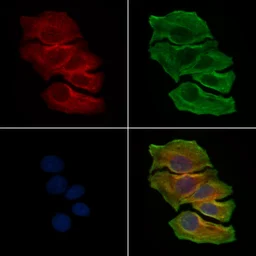 Anti-NLRP3 antibody used in Immunocytochemistry/ Immunofluorescence (ICC/IF). GTX05106