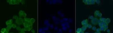 Anti-O-GlcNAc antibody [RL2] used in Immunocytochemistry/ Immunofluorescence (ICC/IF). GTX05118