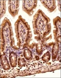 Anti-O-GlcNAc antibody [RL2] used in IHC (Paraffin sections) (IHC-P). GTX05118