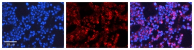 Anti-PML antibody used in IHC (Paraffin sections) (IHC-P). GTX05122