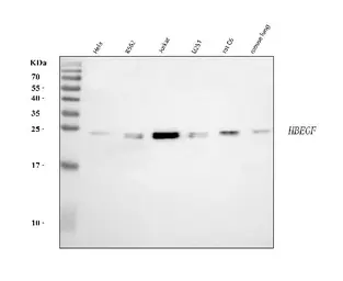 Anti-HBEGF antibody used in Western Blot (WB). GTX05154
