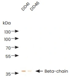 Human D-dimer protein. GTX05172-pro