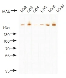 Anti-D-Dimer antibody [DD41] used in  (). GTX05174
