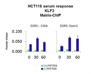 Anti-KLF2 antibody used in ChIP assay (ChIP assay). GTX05228