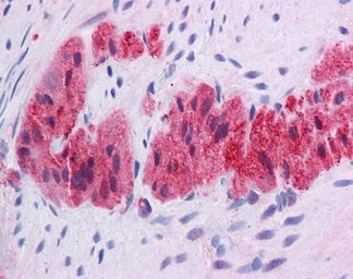 Anti-KLF2 antibody used in IHC (Paraffin sections) (IHC-P). GTX05228