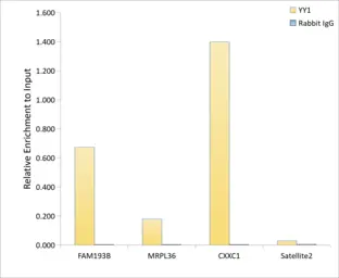 Anti-YY1 antibody [GT1162] used in ChIP assay (ChIP assay). GTX08969