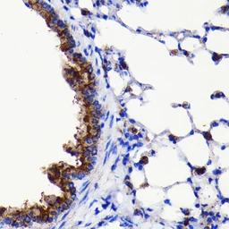 Anti-ATG3 antibody [GT1174] used in IHC (Paraffin sections) (IHC-P). GTX09507