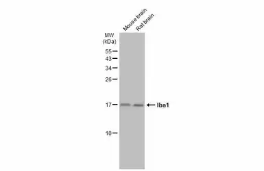 Anti-Iba1 antibody used in Western Blot (WB). GTX100042